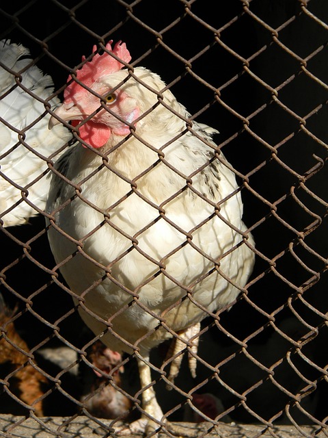 他们的目标 他们的目标